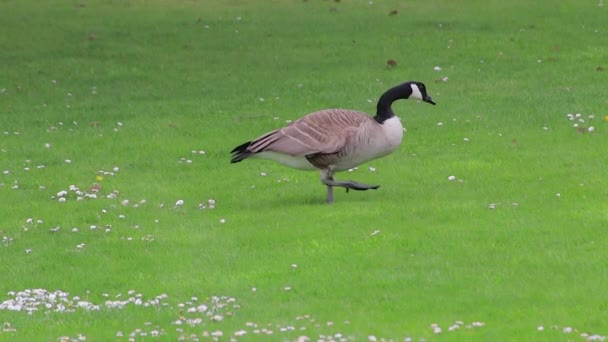 Canadian goose graising in grass — Stock Video