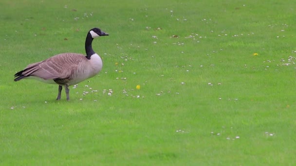 大規模なカナダのガチョウ graising — ストック動画