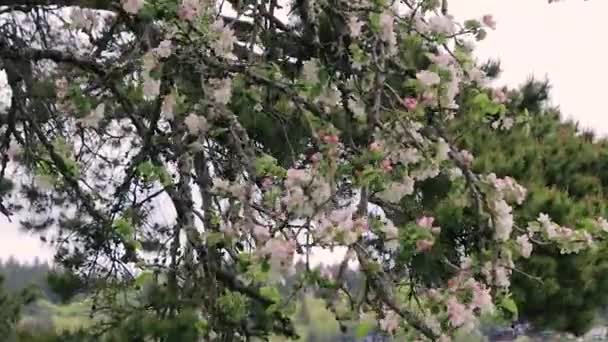 Árbol floral en el día ventoso — Vídeo de stock