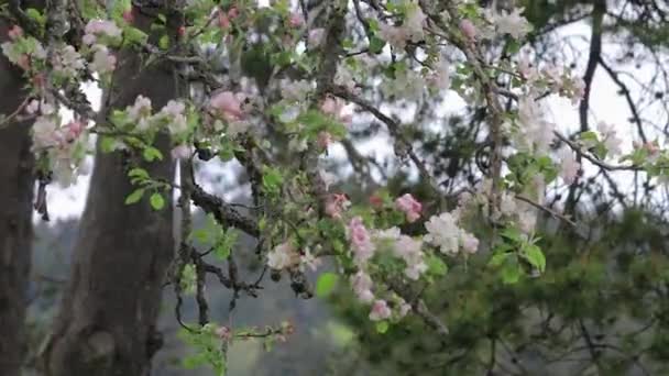 Цветок вишни, дующий на ветру — стоковое видео