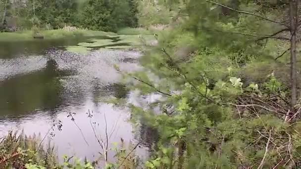 Casserole sur herbe haute verte et piscines de zones humides peu profondes — Video