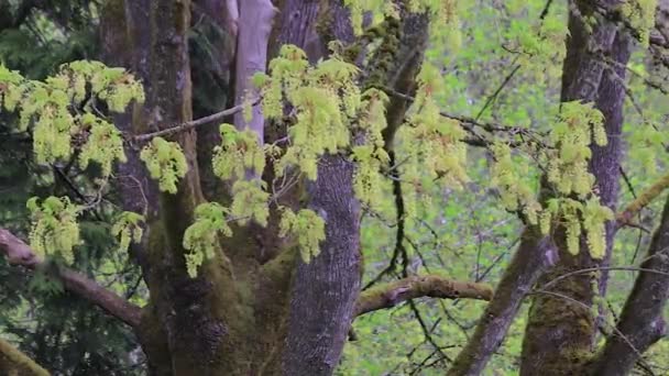 Flores verdes en primavera sobre un gran árbol de troncos múltiples — Vídeos de Stock