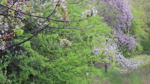 Flores de cerezo en un árbol — Vídeo de stock