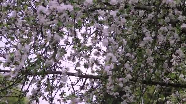 Grande cortina de flores de cereja — Vídeo de Stock