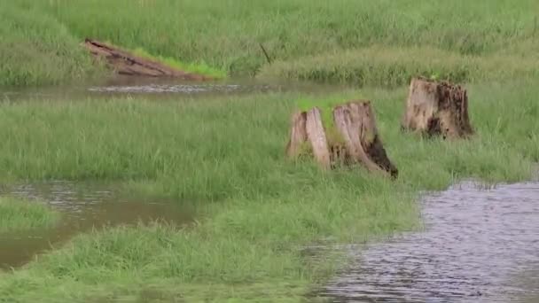 Se levant sur la vue des étangs des zones humides et du vent sur l'herbe — Video