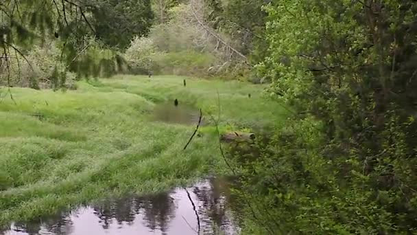 背の高い草と湿地のプールに吹く風 — ストック動画