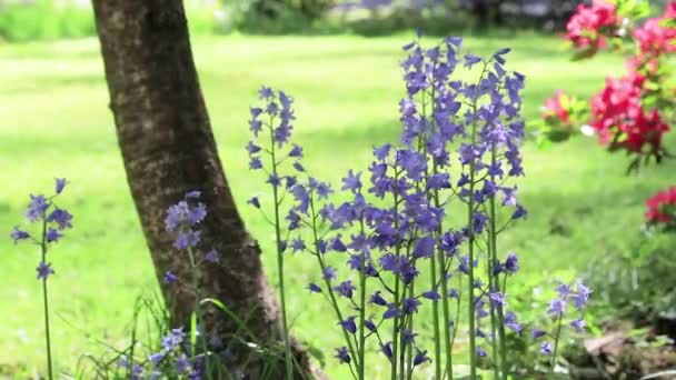 Gloire des lis des neiges qui fleurissent au milieu du printemps — Video