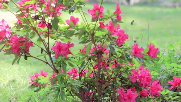 Azalea de floración roja soplando en la brisa paneo hacia arriba — Vídeos de Stock