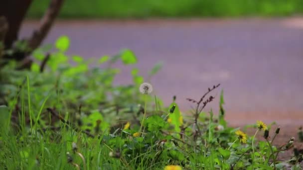 Diente de león balanceándose en el viento — Vídeos de Stock