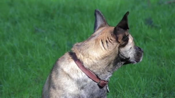 Perro mirando arround patio — Vídeo de stock