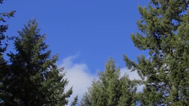 Acercándose a las nubes en los árboles — Vídeos de Stock