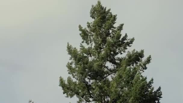 Viento soplando en la parte superior del árbol — Vídeos de Stock