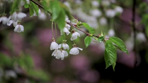 Дождевые капли на букет белых вишневых цветов ранней весной — стоковое видео
