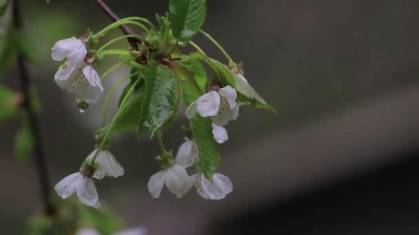 Racimo de flores de cerezo blanco a principios de primavera — Vídeos de Stock