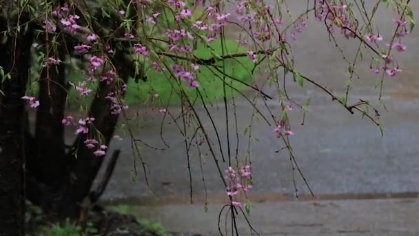 Bouquet de fleurs de cerisier rose de cerisier pleureur sous la douche de pluie — Video