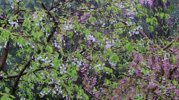 Racimo de cerezo rosa y flores de cerezo blanco en la tormenta de lluvia — Vídeos de Stock