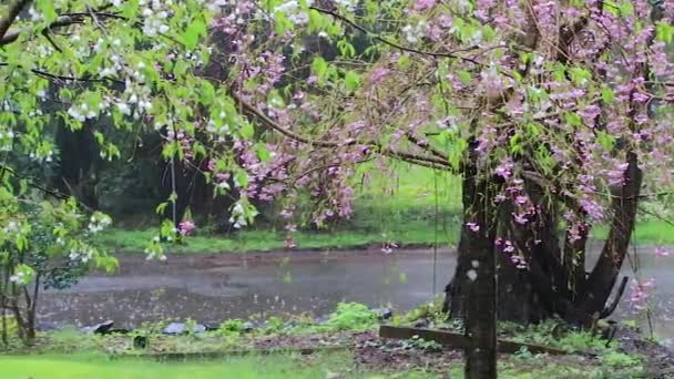 Racimo de cerezo rosa y flores de cerezo blanco en la tormenta de lluvia a lo largo de la calle — Vídeos de Stock