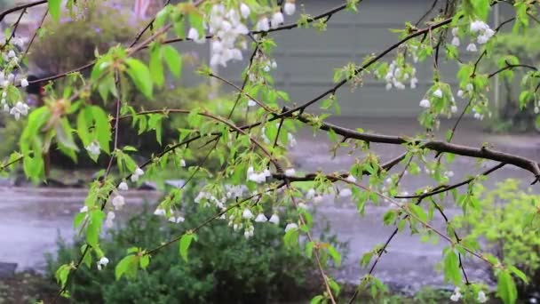 Harde regen op bos van witte kersenbloesem in de lente — Stockvideo