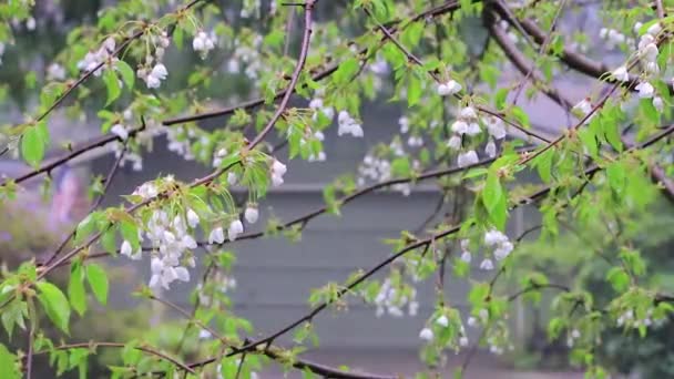 Ramas de cerezo empapadas en la lluvia de la tormenta de primavera — Vídeos de Stock