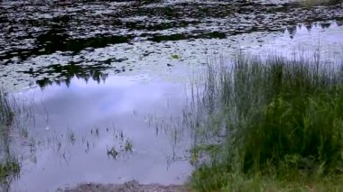 çimenli gölet banka pan