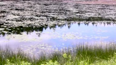 bir su birikintisi pan