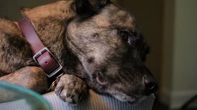 Kanepenin döşeme köpek