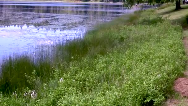Rápidamente panorámica sobre la vegetación del estanque — Vídeos de Stock