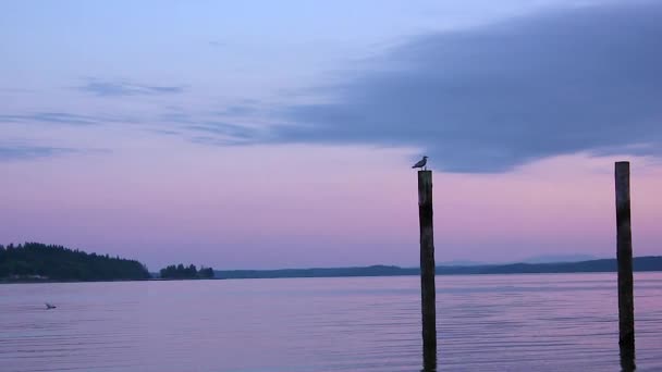 Seagull pirched on a post — Stock Video