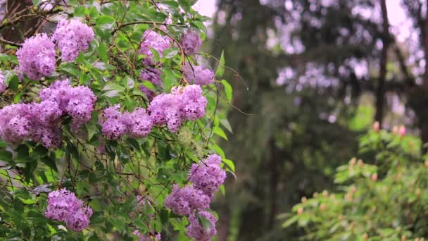 Θάμνος της Rhododendron στη βροχή — Αρχείο Βίντεο