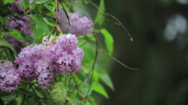 光の雨が値下がりの花 — ストック動画