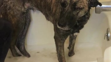 ıslak köpek Suds sallayarak