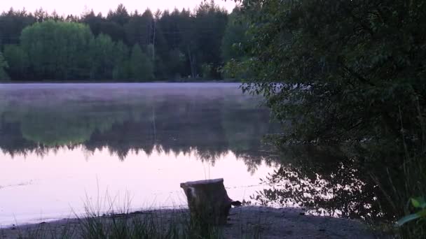 Dimma Crawing Över Vatten Liten Skogssjö Tidig Morgon — Stockvideo