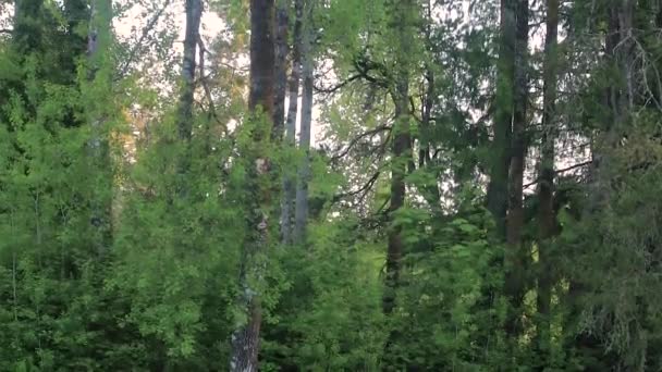 Árboles altos por la mañana — Vídeos de Stock