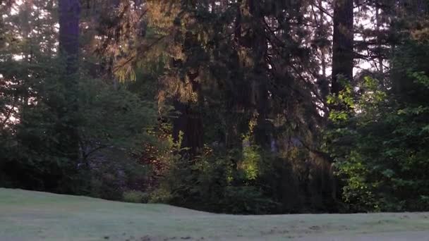Парк с высокими деревьями — стоковое видео