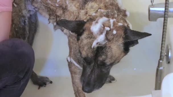Умывающаяся грустная собака — стоковое видео