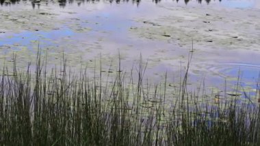su yeşil ve mavi ve baharda çimen