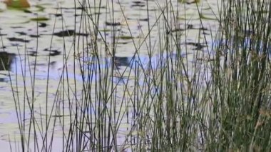 pacific Northwest bahar çimen ve lilly yastıkları