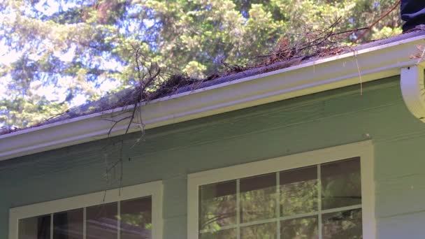 Blowing pine twigs out of the gutters — Stock Video