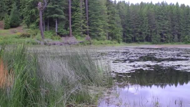 Pan zalesněných jezera na jaře — Stock video
