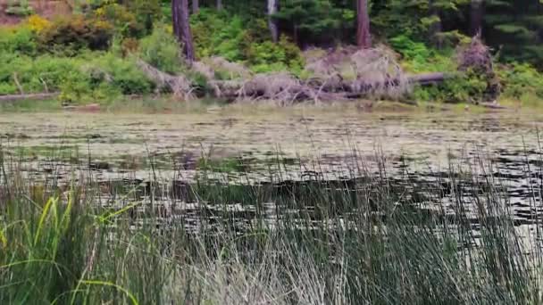 Panning up from green lily pad lake to top of trees — Stock Video