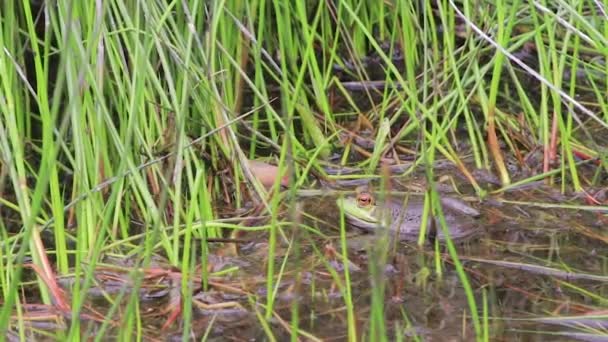 zoom arrière de grenouille dans pone 