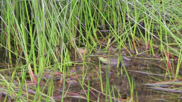 Frog in pond hops away — Stock Video