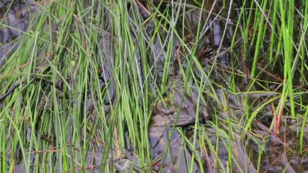 grenouille boueuse tourne pour regarder 