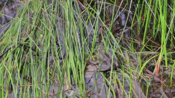 Schlammfrosch dreht sich zum Aussehen — Stockvideo