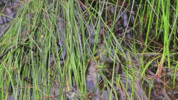Kikker in de met gras begroeide wetlands hop weg — Stockvideo