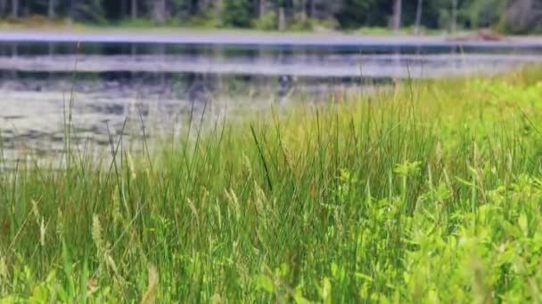 Mauvaises herbes vertes près de l'eau à Washington — Video