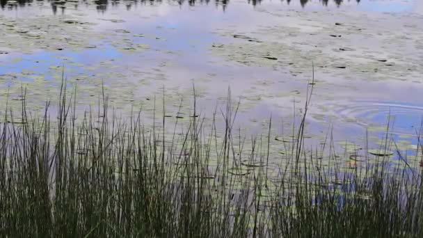 Grünes und blaues Wasser und Gras im Frühling — Stockvideo