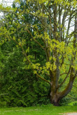 yeni yapraklar yeşil ağaçlar