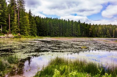 lilys ve sazlık Orman Gölü