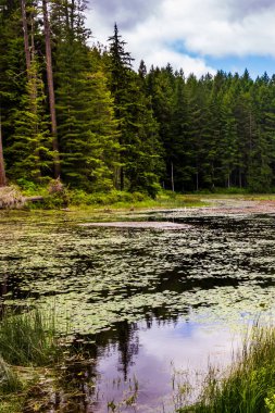 zambak yastıkları sazlık orman göl kenarında